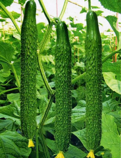 黄瓜施肥料